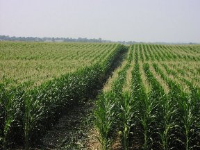 Fields of Corn