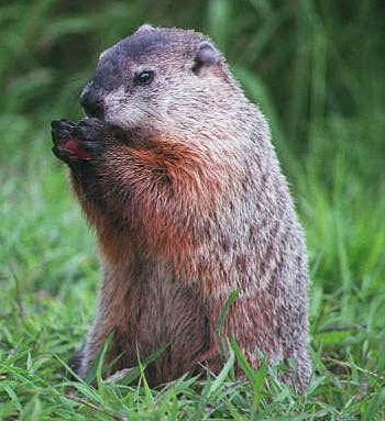 Happy Groundhog Day!