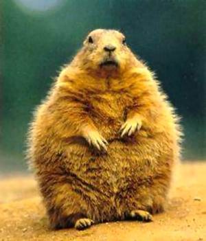 Happy Groundhog Day!